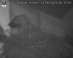 Capi_Dubne_20250612_003502.jpg