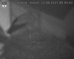 Capi_Dubne_20250612_004503.jpg