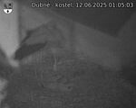 Capi_Dubne_20250612_010503.jpg