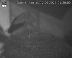 Capi_Dubne_20250612_012003.jpg
