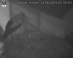 Capi_Dubne_20250612_015003.jpg