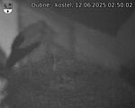 Capi_Dubne_20250612_025002.jpg