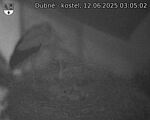 Capi_Dubne_20250612_030502.jpg
