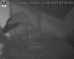 Capi_Dubne_20250612_035003.jpg
