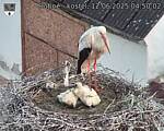 Capi_Dubne_20250612_045002.jpg