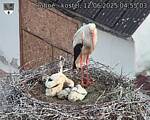 Capi_Dubne_20250612_045503.jpg