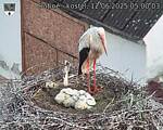 Capi_Dubne_20250612_050003.jpg