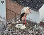 Capi_Dubne_20250612_050503.jpg