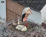Capi_Dubne_20250612_051003.jpg