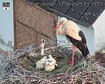Capi_Dubne_20250612_051503.jpg