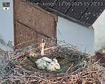 Capi_Dubne_20250612_052003.jpg