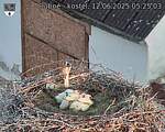 Capi_Dubne_20250612_052503.jpg