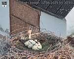 Capi_Dubne_20250612_053003.jpg