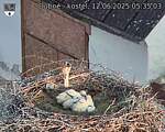 Capi_Dubne_20250612_053503.jpg