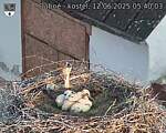 Capi_Dubne_20250612_054003.jpg