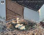 Capi_Dubne_20250612_055003.jpg