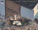 Capi_Dubne_20250612_060003.jpg