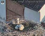 Capi_Dubne_20250612_060503.jpg