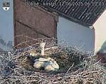 Capi_Dubne_20250612_061003.jpg