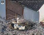 Capi_Dubne_20250612_063003.jpg