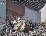 Capi_Dubne_20250612_064003.jpg