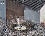 Capi_Dubne_20250612_064503.jpg