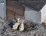 Capi_Dubne_20250612_065503.jpg