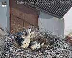 Capi_Dubne_20250612_070503.jpg