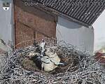Capi_Dubne_20250612_072003.jpg