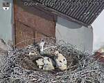 Capi_Dubne_20250612_072503.jpg