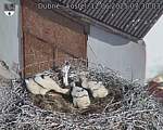 Capi_Dubne_20250612_073003.jpg