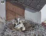 Capi_Dubne_20250612_073503.jpg