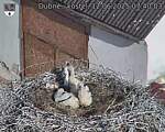 Capi_Dubne_20250612_074003.jpg