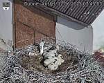 Capi_Dubne_20250612_074503.jpg