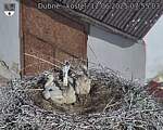 Capi_Dubne_20250612_075503.jpg