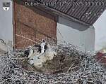 Capi_Dubne_20250612_080003.jpg