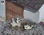 Capi_Dubne_20250612_080503.jpg