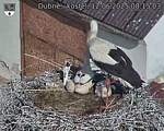 Capi_Dubne_20250612_081503.jpg
