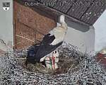 Capi_Dubne_20250612_082002.jpg