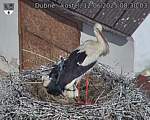 Capi_Dubne_20250612_083003.jpg