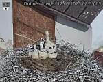 Capi_Dubne_20250612_085503.jpg