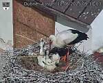 Capi_Dubne_20250612_091003.jpg