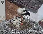 Capi_Dubne_20250612_091503.jpg