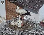 Capi_Dubne_20250612_092003.jpg