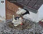 Capi_Dubne_20250612_092503.jpg
