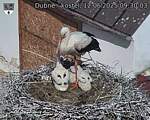 Capi_Dubne_20250612_093003.jpg