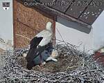 Capi_Dubne_20250612_094503.jpg