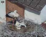 Capi_Dubne_20250612_095502.jpg