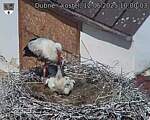 Capi_Dubne_20250612_100003.jpg