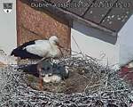 Capi_Dubne_20250612_101503.jpg